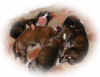 0404.jpg (17232 octets)
