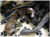 100820026.jpg (13644 octets)
