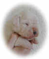 1011.jpg (10658 octets)