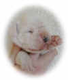 1012.jpg (10891 octets)