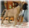 Benny du Clos de Matisar